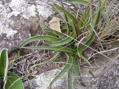 Cyanotis speciosa