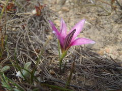 Romulea fibrosa