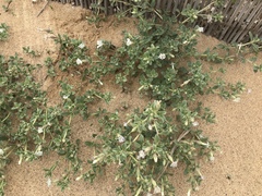 Silene succulenta corsica