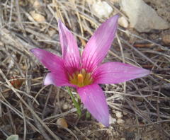 Romulea fibrosa