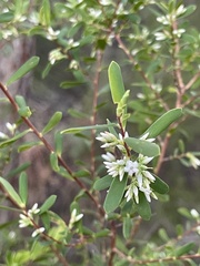 Styphelia mutica