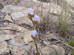 Cyanotis speciosa