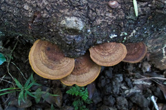 Fungi