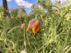 Calochortus barbatus