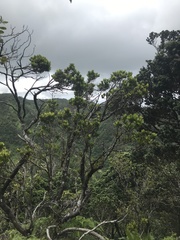 Syzygium sandwicense