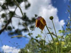 Calochortus barbatus