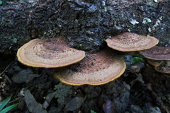 Fungi