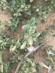 Silene succulenta corsica