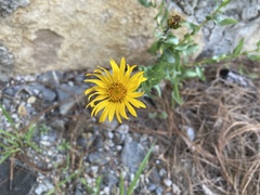 Grindelia inuloides