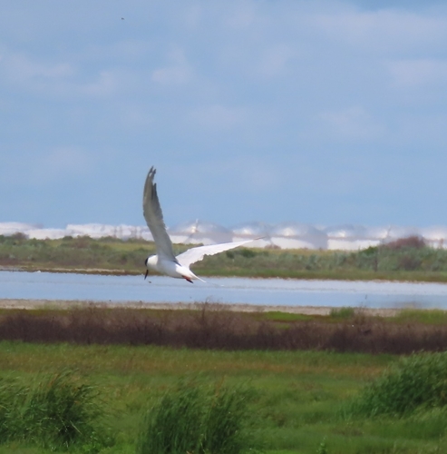 Charrán de Forster (Sterna forsteri)