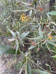 Daviesia corymbosa