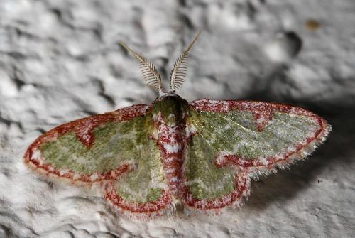 Photo of Ornate Emerald (Allochrostes biornata)
