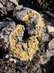 Gyalolechia bracteata