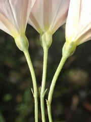 Convolvulus arvensis
