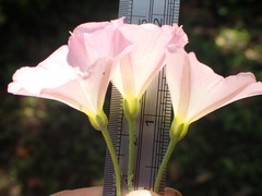 Convolvulus arvensis