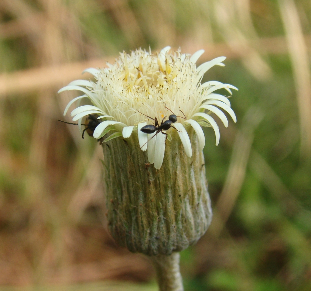 Chaptalia integerrima