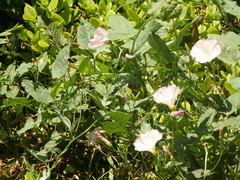 Convolvulus arvensis