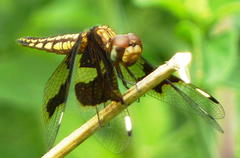 Palpopleura portia