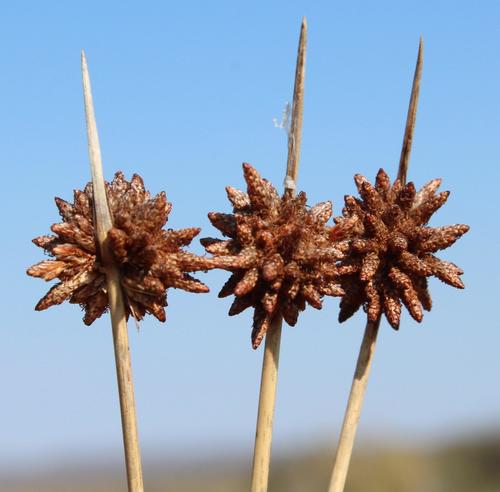 Afroscirpoides dioeca (Kunth) García-Madr. & Muasya