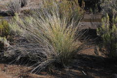 Afroscirpoides dioeca