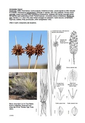 Afroscirpoides dioeca