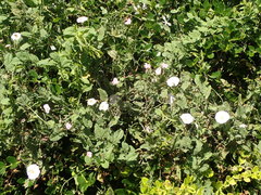 Convolvulus arvensis