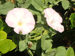 Convolvulus arvensis