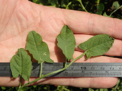 Convolvulus arvensis
