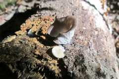 Fungi
