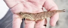 Penaeus aztecus