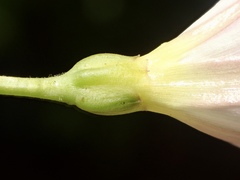 Convolvulus arvensis