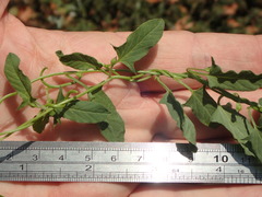 Convolvulus arvensis