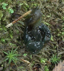 Hypomyces leotiicola