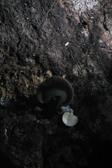 Fungi