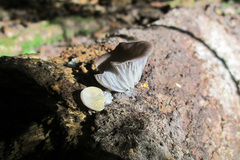 Fungi