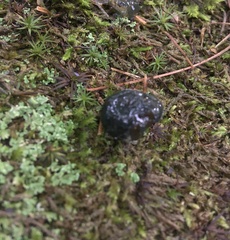 Hypomyces leotiicola