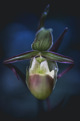 Phragmipedium longifolium