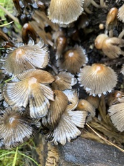 Coprinellus impatiens