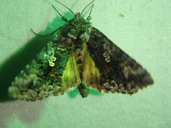 Syngrapha octoscripta