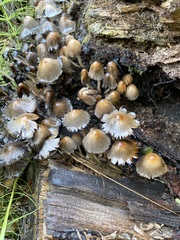Coprinellus impatiens