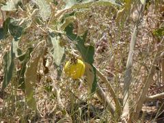Solanum lichtensteinii