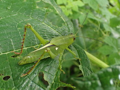 Agriacris jucunda