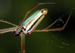 Leucauge levanderi