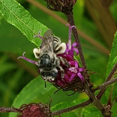 Melissodes denticulatus