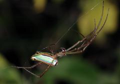 Leucauge levanderi