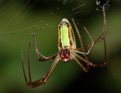Leucauge levanderi