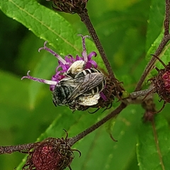 Melissodes denticulatus