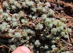 Galeomma oculus-cati