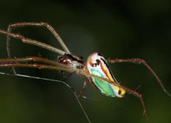 Leucauge levanderi