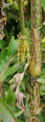 Orthoptera